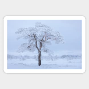 Pine tree covered in hoarfrost Sticker